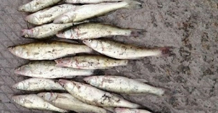 В реке Мариуполя браконьер наловил сеткой рыбы на 17 тысяч гривен (ФОТО)
