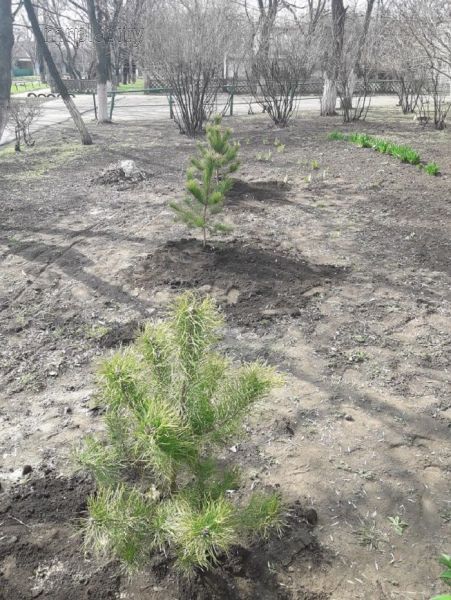 На территории мариупольской школы появился сосновый бор (ФОТО)