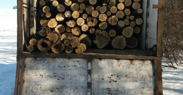 На Донетчине «черные» лесорубы уничтожили деревьев на 100 тысяч гривен (ФОТО)