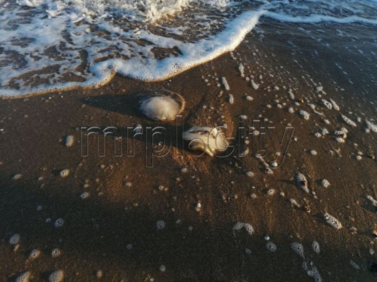 На осеннем пляже в Мариуполе обнаружили медуз