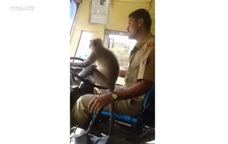 Индиец посадил обезьяну за руль автобуса (ВИДЕО)