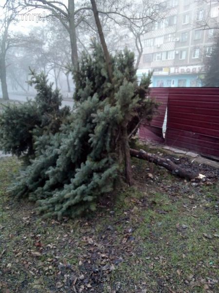 Радикальный маркетинг: в Мариуполе срубили ель, загораживающую пивной магазин (ФОТО)