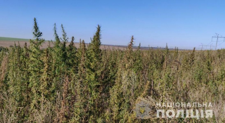 Полмиллиона кустов конопли сожгли в Донецкой области. Наркоплантацию нашли в селе (ФОТО)