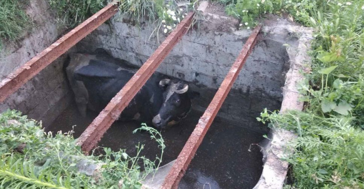 В селе под Мариуполем скотина упала в яму: подробности спецоперации