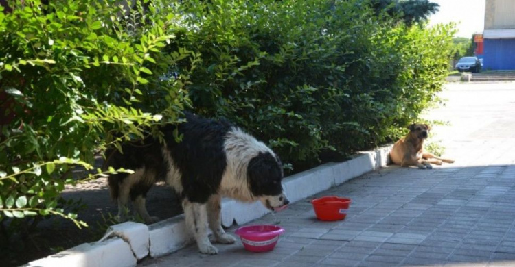 «Попил воды – напои собаку»: мариупольцев призывают спасать от жары бездомных животных