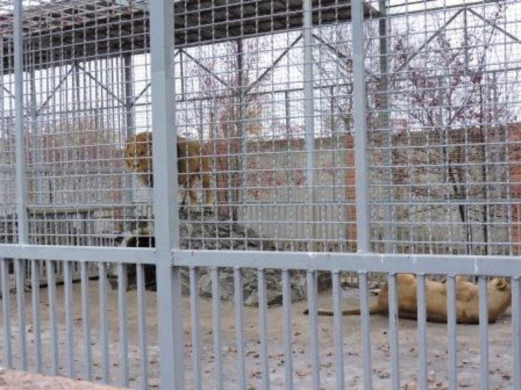 В зоопарке Мариуполя прошла бесплатная экскурсия для детей и пенсионеров