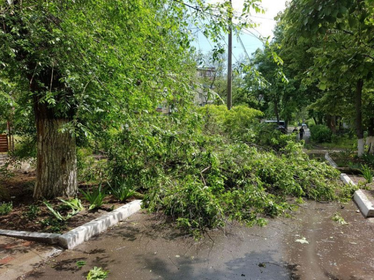 В Мариуполе сильный ветер ломает деревья. Ветви падают на дома и тротуары (ФОТОФАКТ)