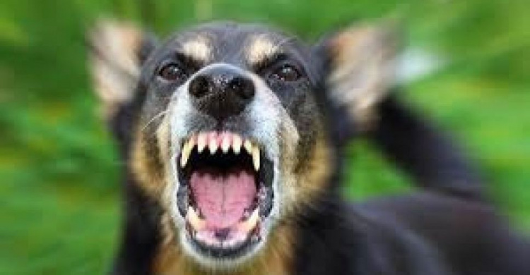 В Мариуполе у собаки обнаружили вирус бешенства (ВИДЕО)