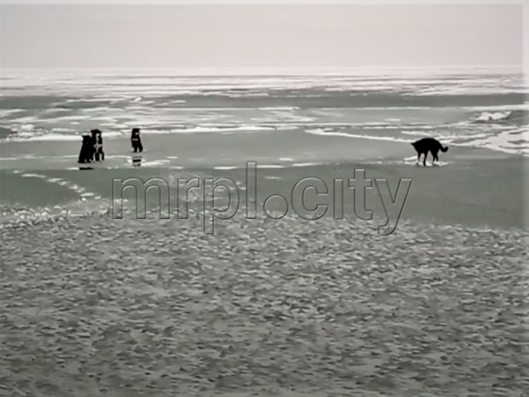 В Мариуполе более 7 часов спасают стаю собак из ледяной ловушки (ДОПОЛНЕНО)