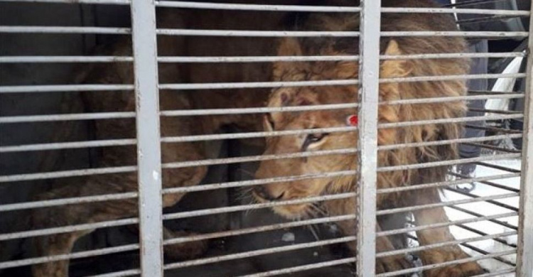 Лев-переселенец из зоопарка на Донетчине погиб от истощения