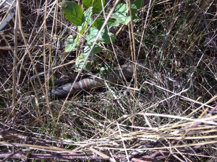 На окраине Мариуполя нашли артиллерийский снаряд