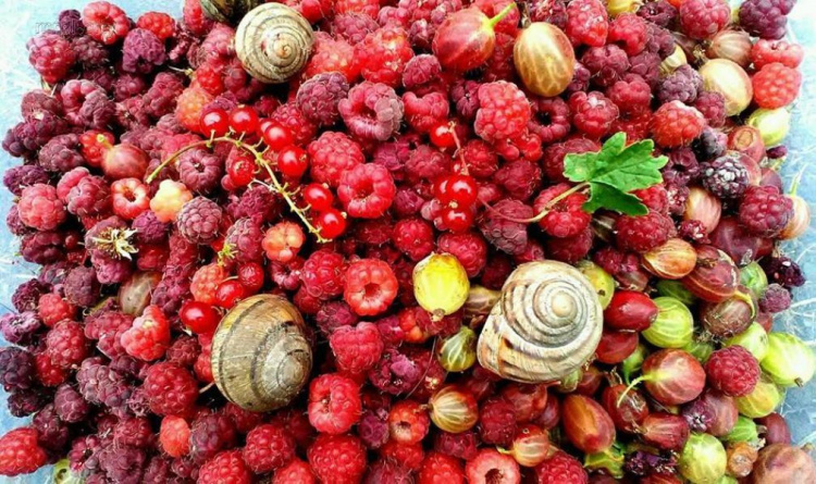 В Мариуполе вишневый бум – урожай ягод и пик консерваций (ФОТО)