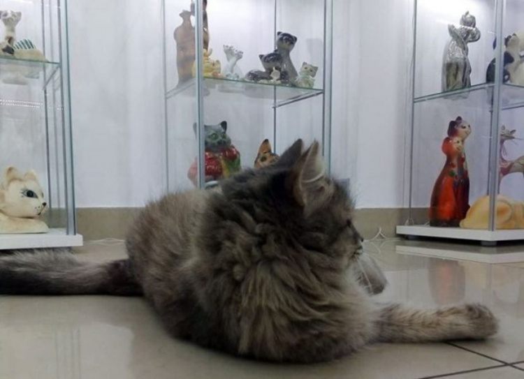 В музее Кракова «поселились» кошки из Донбасса (ФОТО)