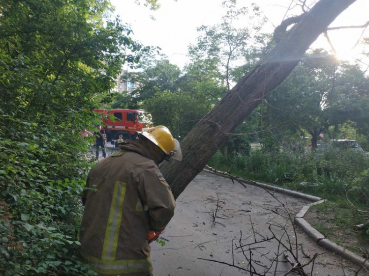 В Мариуполе аварийное дерево нависло над тротуаром: прибыли спасатели (ФОТО)