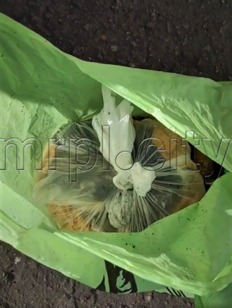 «Дети в пакете». В Мариуполе девушка оставила умирать животных в мусорном баке