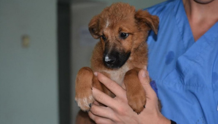 В Мариуполе с моста сбросили двухмесячного щенка: его спасли и привезли в приют (ФОТО)