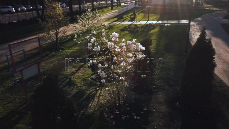 Город-сад: цветущий Мариуполь запечатлели на видео