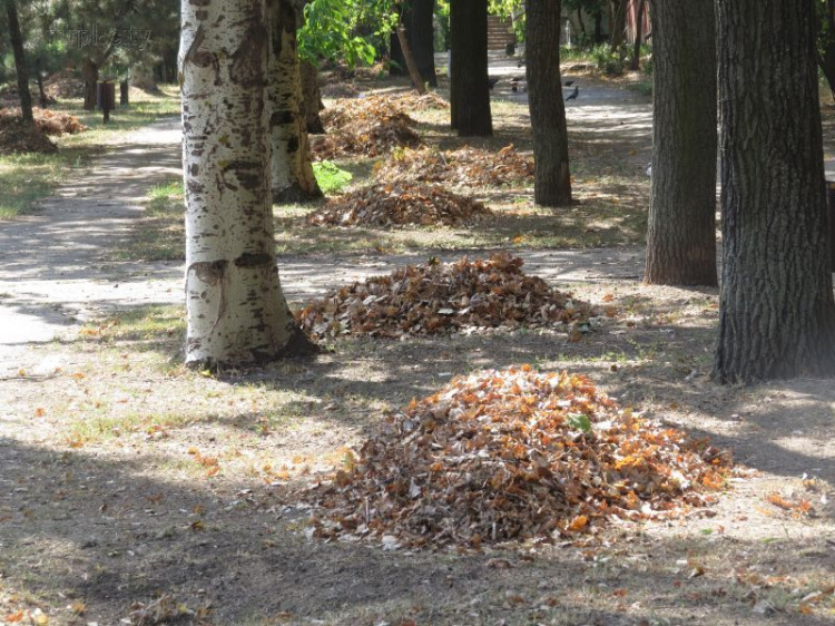 Шестьдесят мариупольцев начали сбор золотой листвы (ФОТО)