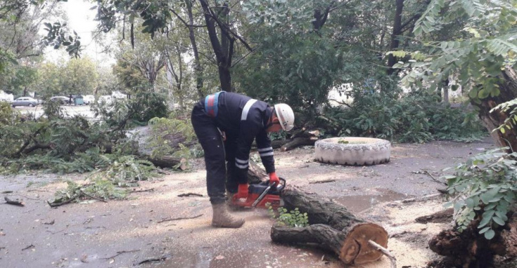 Ветер в Мариуполе повалил деревья. Спасатели и «Зеленстрой» устраняют угрозу (ФОТО)