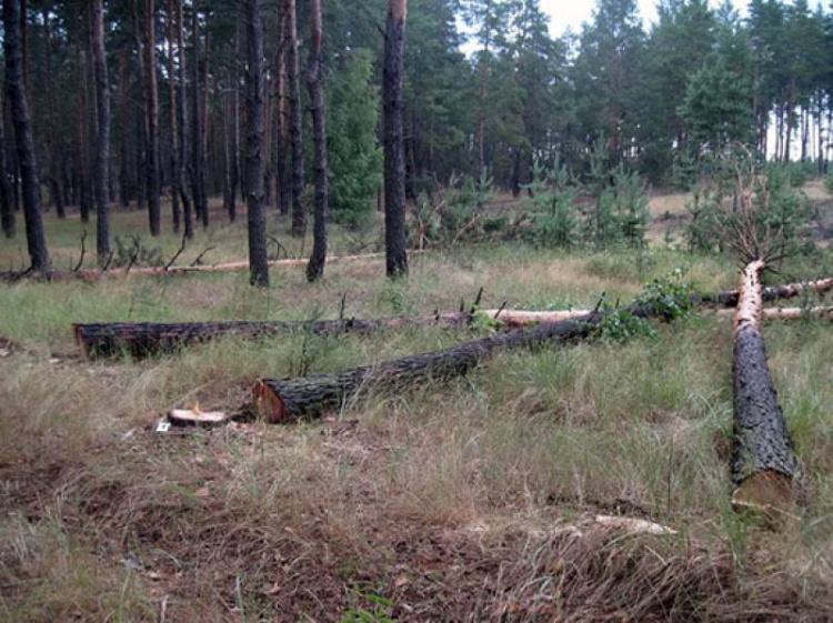 В Донецкой области поймали «черных лесорубов» из Мариуполя (ФОТО)