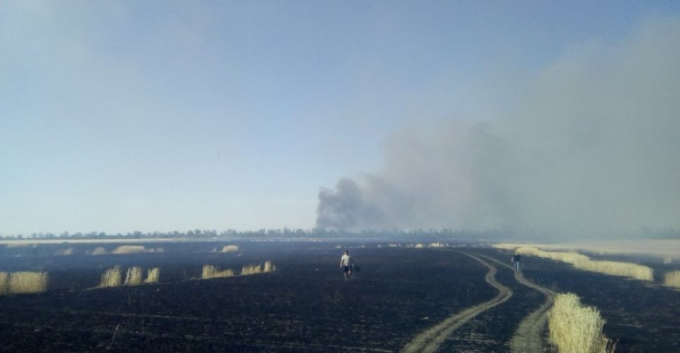 Вблизи Мариуполя сгорел урожай пшеницы и ячменя (ФОТО)