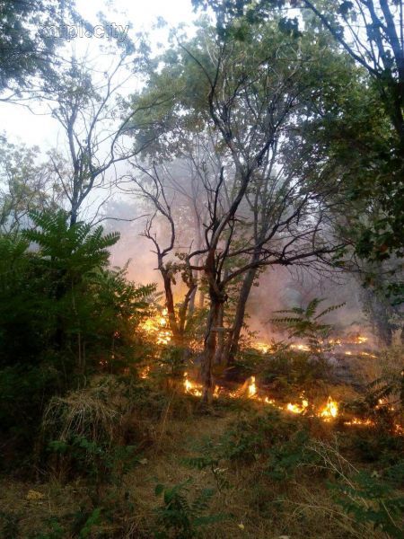 В Мариупольском парке выгорело 400 кв.м сухой травы (ФОТО+ВИДЕО)