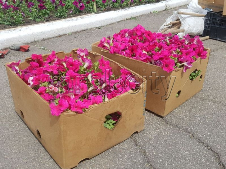 Петуния, герань, альтернатера:  Мариуполь продолжают украшать десятками тысяч цветов