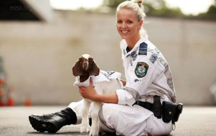 В Австралии козленок стал сотрудником полиции (ФОТО)
