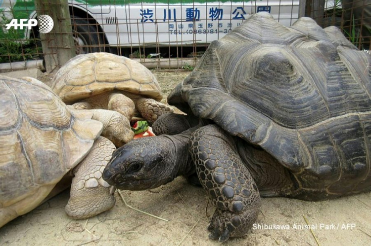 Огромная черепаха сбежала из зоопарка, выйдя через главный вход