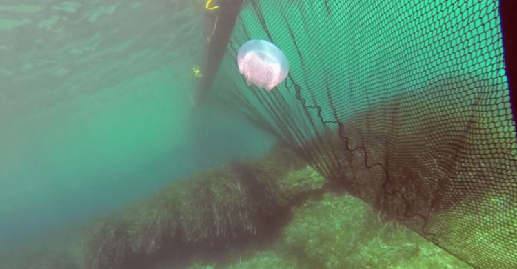 «Бой» медузам: в Приазовье придумали, как защититься от морских животных