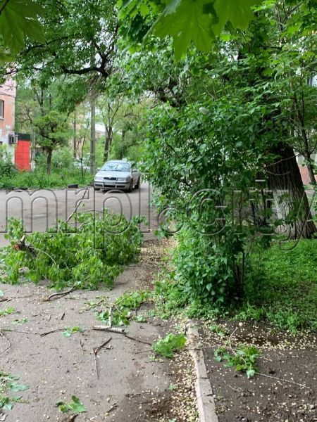 Отключение света и сломанные деревья: в Мариуполе бушует ветер