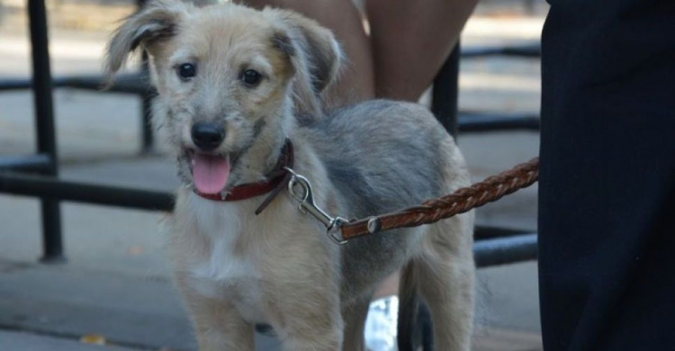 «У дружбы нет породы»: в Мариуполе пройдет фестиваль беспородных собак. Как презентовать своего любимца?