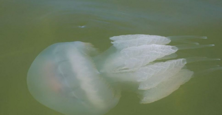 Бизнес-лайфхаки для мариупольцев: что можно сделать из медуз