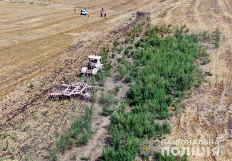 Более миллиона кустов конопли на пшеничном поле выявили под Мариуполем