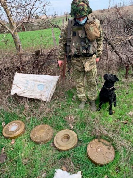 Вблизи Мариуполя пес помог обнаружить тайник с противотанковыми минами