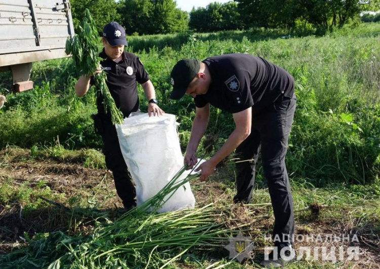 В Донецкой области полицейские нашли плантацию конопли из 4700 кустов