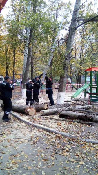 В Мариуполе пятнадцатиметровое дерево «накрыло» четыре автомобиля (ФОТО)