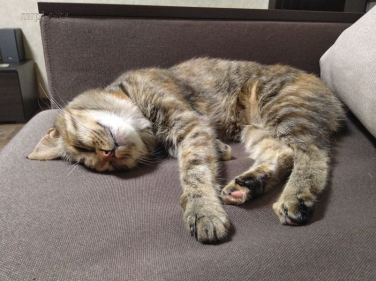 В Мариуполе от бродяжничества спасли необычную кошку с раскосыми глазами (ФОТО)