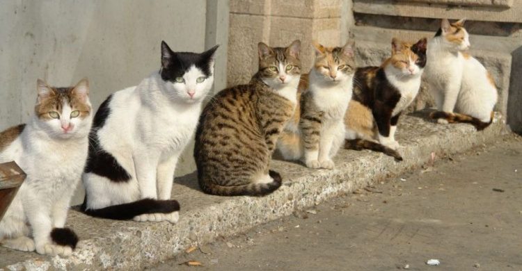 Мариупольская власть еще раз рассмотрит вопрос признания котов частью экосистемы города