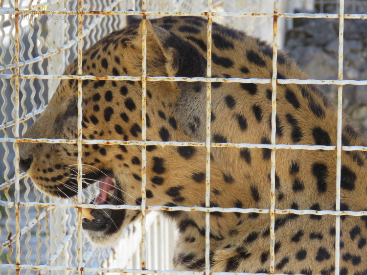 В Мариуполе появилась новая зона отдыха среди диких животных (ФОТО 360°)