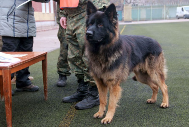 В Мариуполе служебные собаки соревновались под звуки выстрелов (ФОТО)