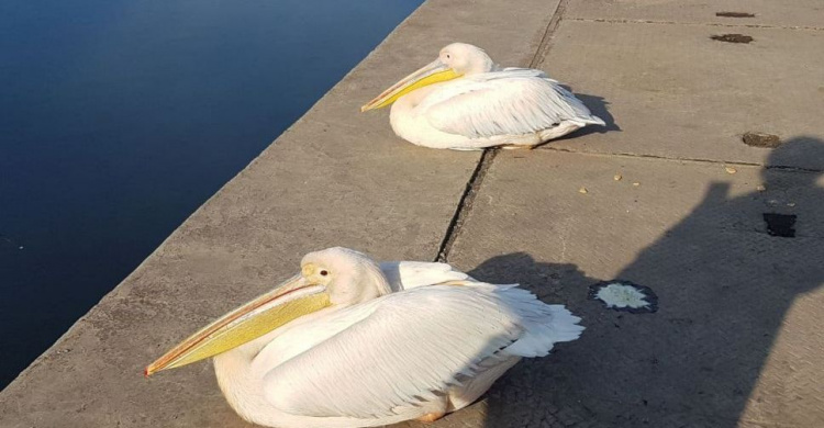 Большие пеликаны прилетели на мариупольскую набережную
