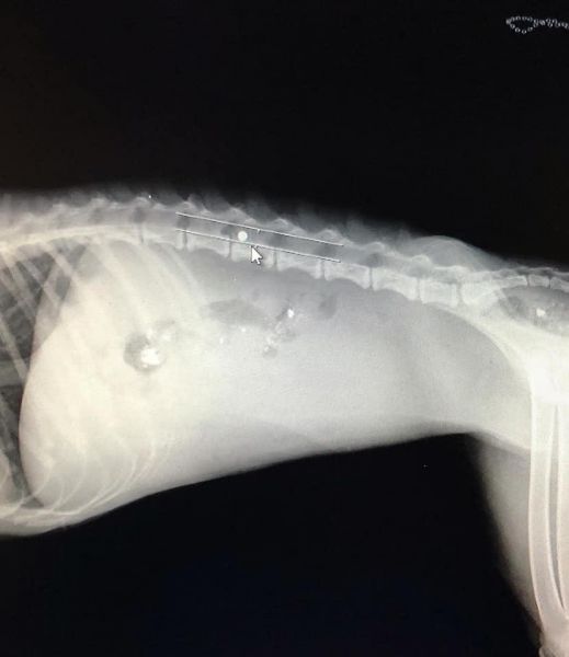 В Мариуполе жестоко подстрелили маленького щенка (ФОТО)