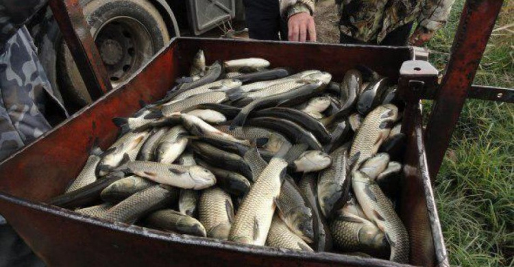 Водоемы Донетчины пополнились на более чем 150 тонн рыбы (ФОТО)