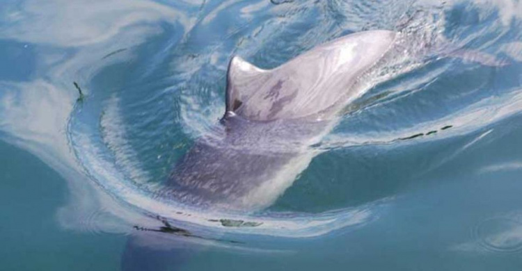 На мариупольском пляже резвился дельфин