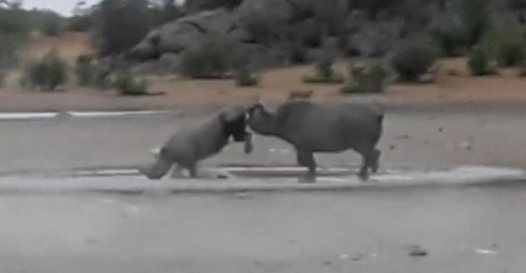 Драка редких носорогов попала на видео