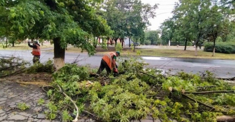 В Мариуполе ветер повредил шесть деревьев