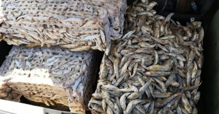 За выходные мариупольские браконьеры наловили рыбы на 46 тысяч (ФОТО)