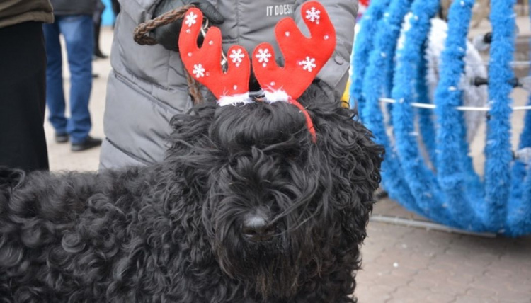 В преддверии года Собаки в Мариуполе прошел «ГАВ-парад» (ФОТО)