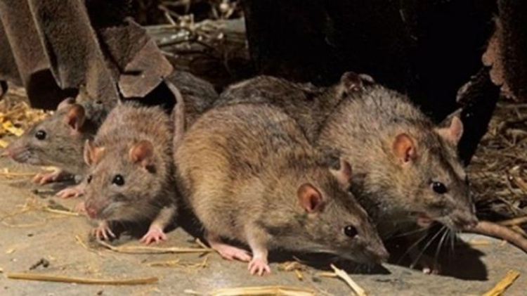 Нашестя гризунів: приватний сектор окупованого Маріуполя атакують щурі